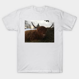 Scottish Highland Cattle Cow 2188 T-Shirt
